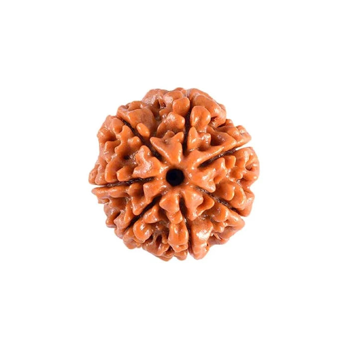 7 Mukhi Rudraksha