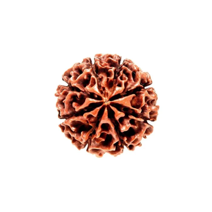 8 Mukhi Rudraksha