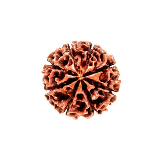 8 Mukhi Rudraksha