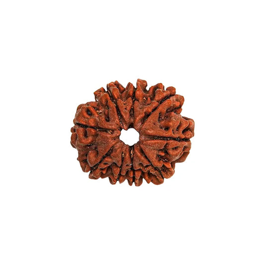 9 Mukhi Rudraksha