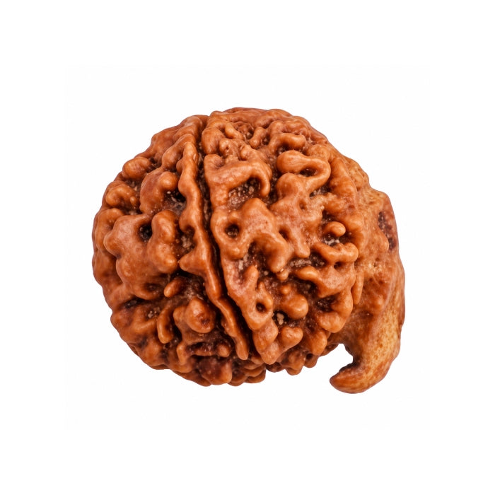 Natural Ganesha Rudraksha